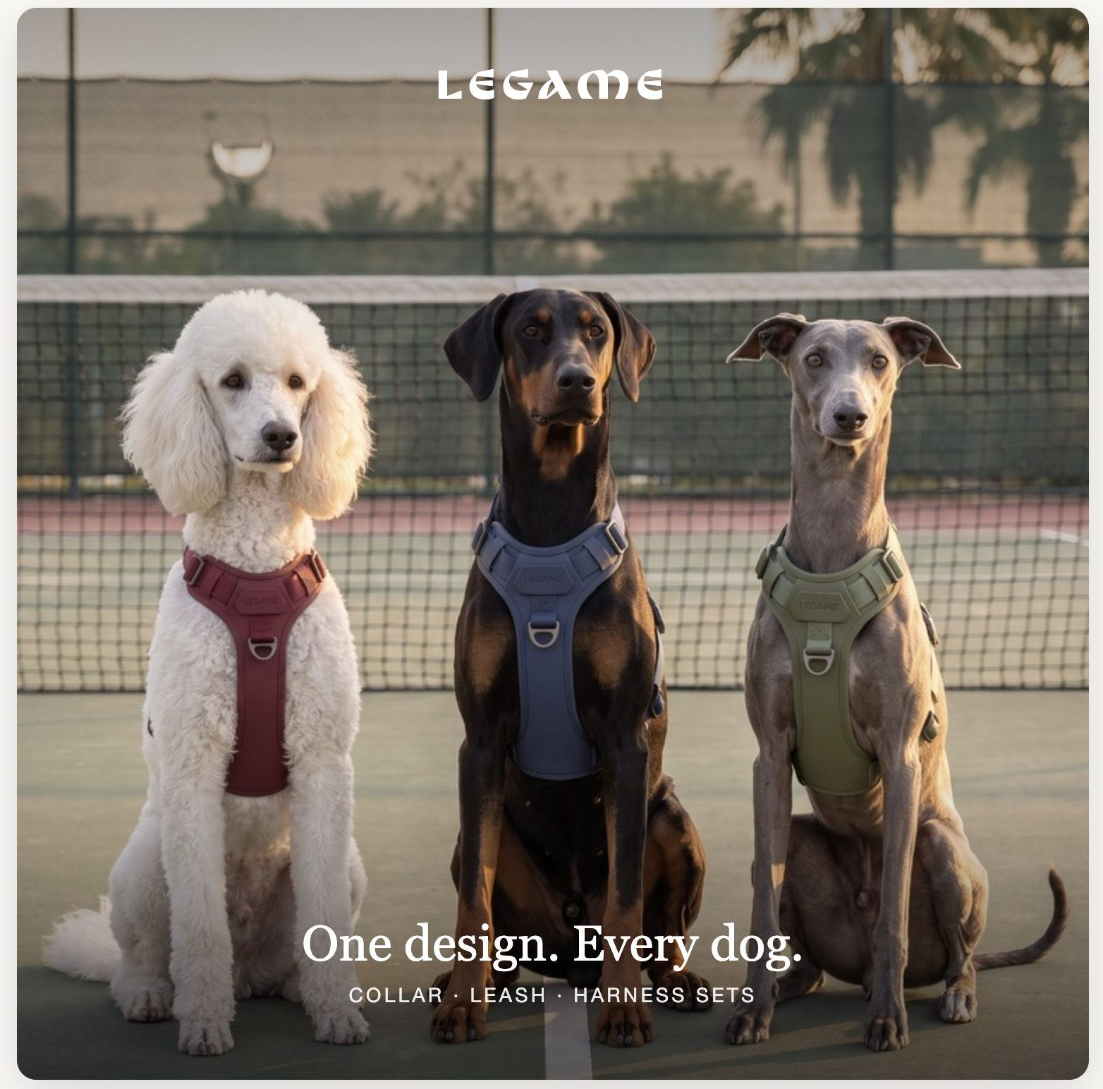 Three dogs in matching Legame harnesses